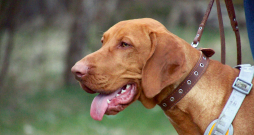 Tas, ka sunim ir nokarenas ausis, nenozīmē, ka tam obligāti būs auss iekaisums vai kādas citas problēmas.