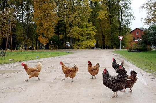 Putnu gripas vīruss savvaļas putnu populācijās Latvijā izplatās arvien plašāk, tādēļ valdība lems par pastiprinātām drošības prasībām mājputnu saimniecībām.