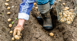 Stādot kartupeļus, tos liek lāpstas dziļumā, taaču zemes kārtu var klāt arī mazāku un aprušināt pamazām ar augsni. 