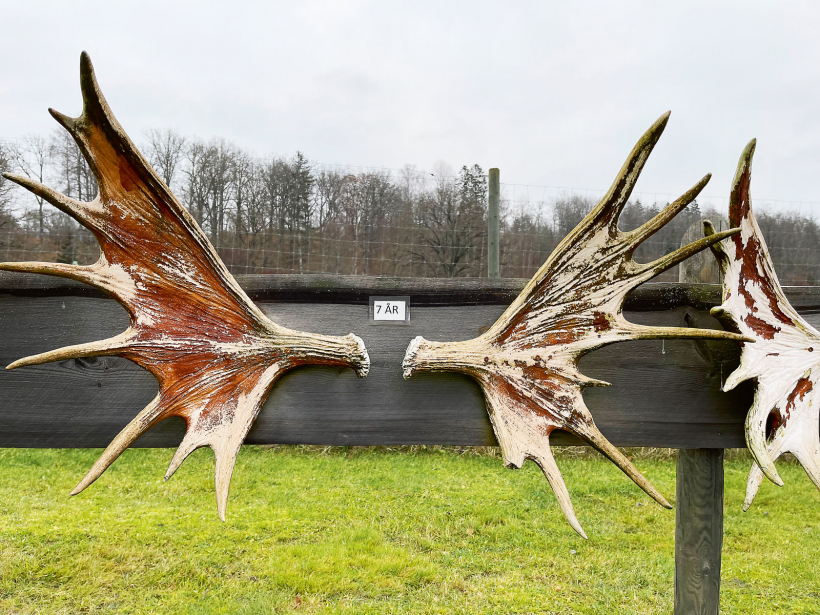 Septītie ragi. Kārtīgas lāpstas. Noteikti nav nekāds vecais. Spēka pilnbrieds.