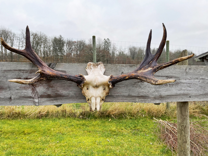 Pēdējā ragu rota. Te nu skaidri redzams, kā mainās ragi uz vecumu.