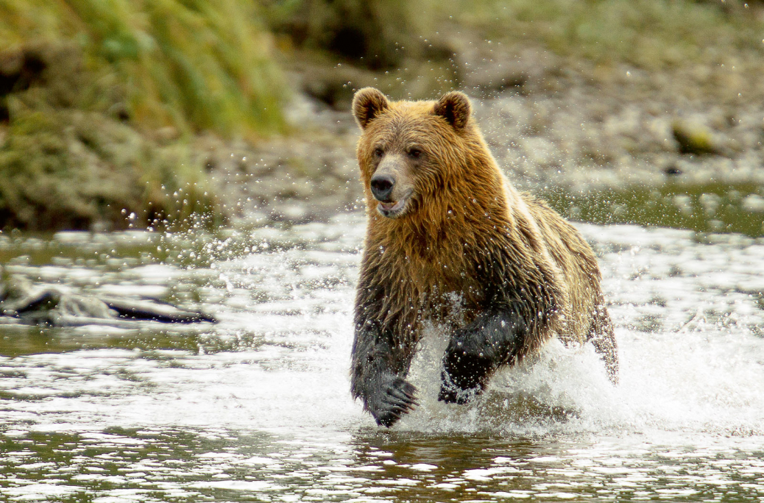 Grizlilācis, viena no brūno lāču pasugām. Tā skriešanas ātrums sasniedz 56 km/h.