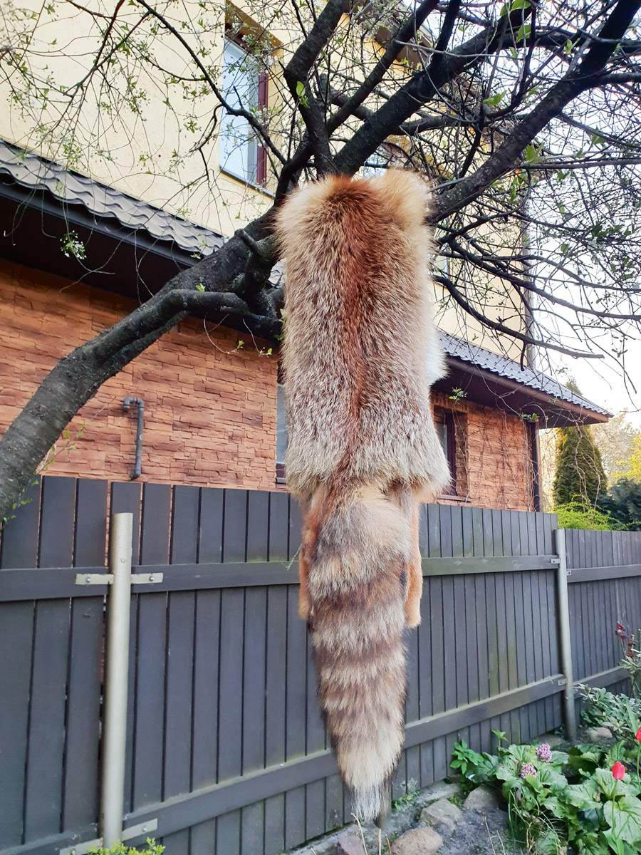 Maijā ķirši vēl bija ziedos un pārbaudīt šos padomus iespējas nebija. Diemžēl.