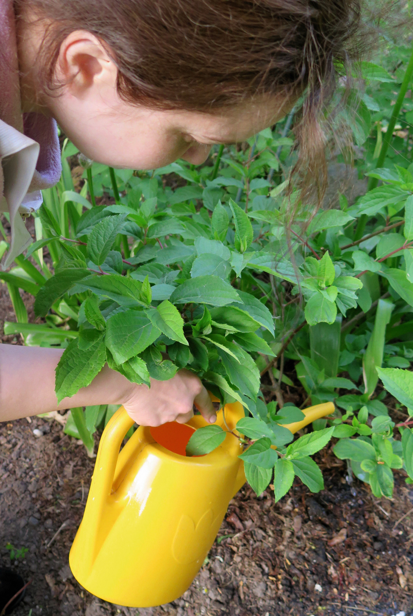 Pirms augsnes mulčēšanas vēlams to pēc iespējas labāk salaistīt. Pat ja augus nevar aplaistīt, vērts pasargāt pēdējo valgumu augsnē.