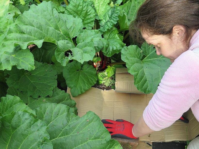 Kartonam uzliek akmeni, lai vējš neaizpūš.