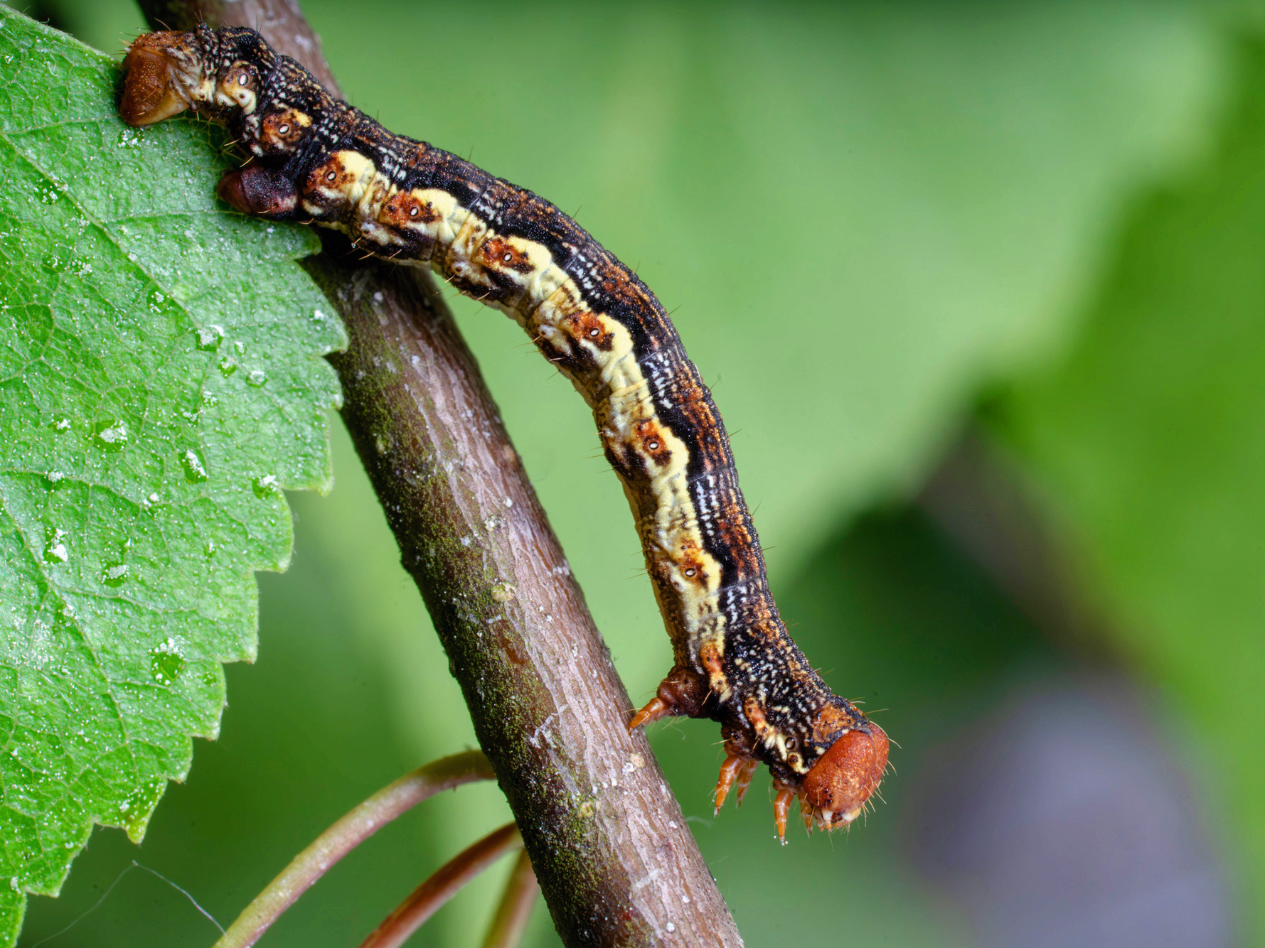Lielais salnsprīžmetis ('Erannis defoliaria').
