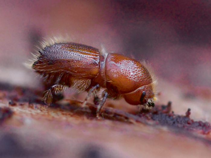 Egļu astoņzobu mizgrauzis ir apmēram 5 mm liela vabole, kurai zobi nav jāmeklē mutē, bet gan mugurpusē uz vaboles ķermenim raksturīga veidojuma – ķerrītes.
