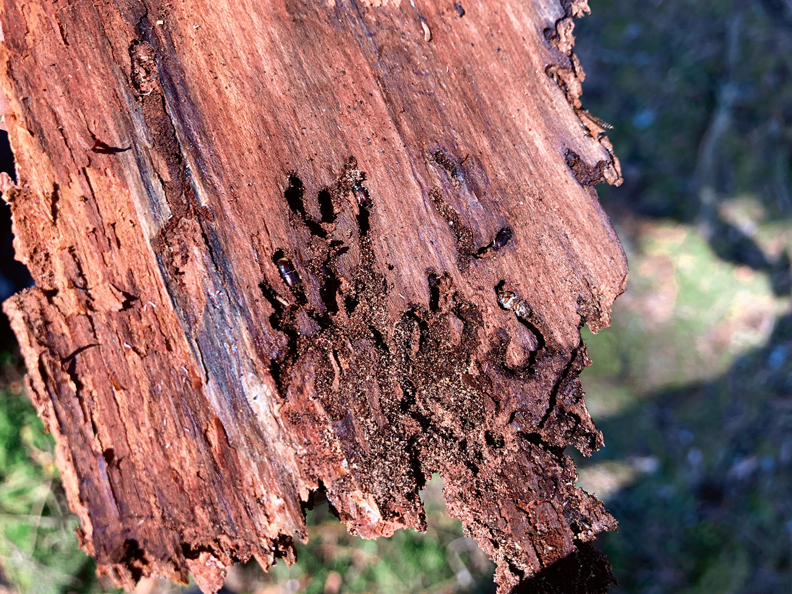 Egļu astoņzobu mizgrauzis veido eju kokam zem mizas, sadēj tur oliņas, no kuras katrs nākamais kāpurs izveido citu eju, tā sazarojot bojājumu.