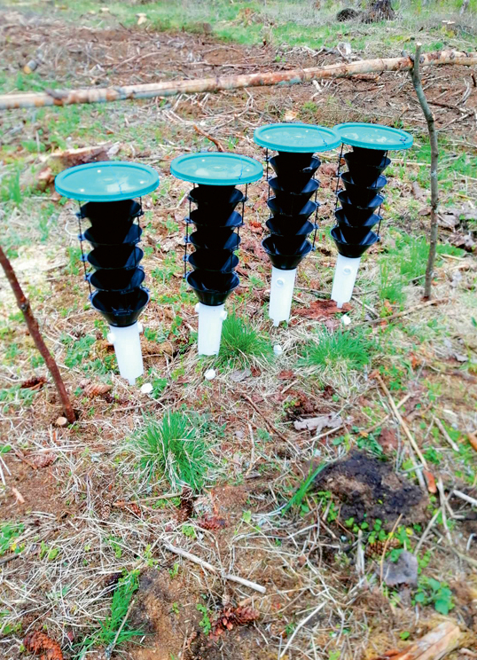 Slazdi ar tajos ievietoto feromonu pievilina vabolītes, kas sakrājas slazda trauka apakšā.