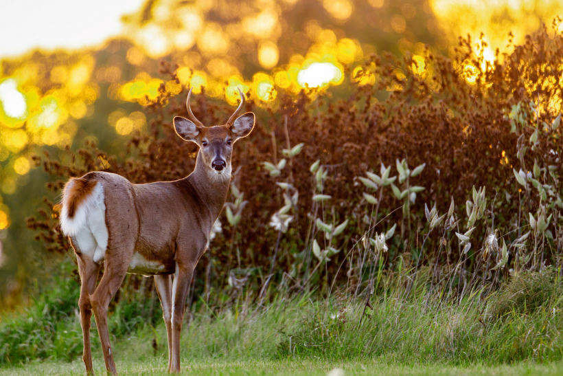 2022. gadā ASV veiktajos pētījumos Covid-19 konstatēja 40% baltastes briežu.