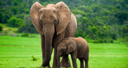 Tieši ziloņu mātītes sākušas nākt pasaulē jau bez ilkņiem, tā palielinot savas izredzes izdzīvot.