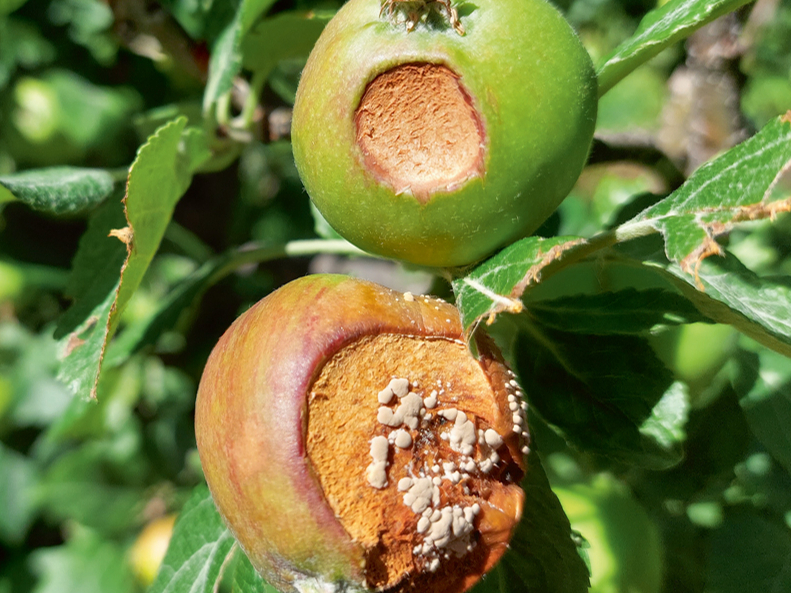 Parastā augļu puve uz mehāniski bojātiem augļiem.