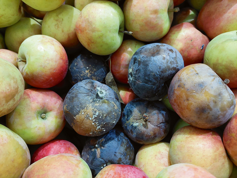 Parastās augļu puves bojāti augļi glabātavā.