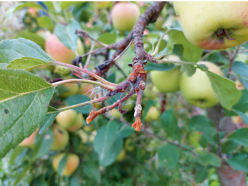 Sēnes 'Monilia fructigena inficēts zarš.