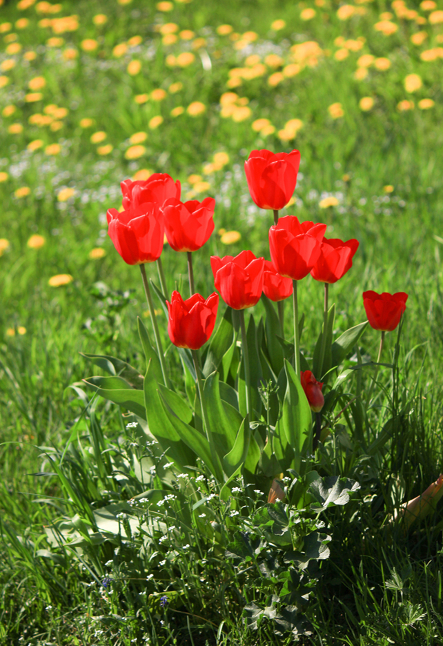 Tulpes labi jutīsies ārpus dobes.