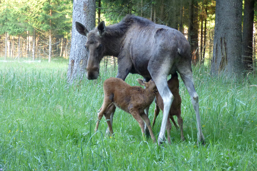 Aļņu mammas savus bērnus ļoti aizstāv. Rūsganu kažociņu klātie alnēni jau drīz pēc dzimšanas ir gatavi sekot mātei plašajā pasaulē un meklēt gardākās ēdamās jāņuzāles.