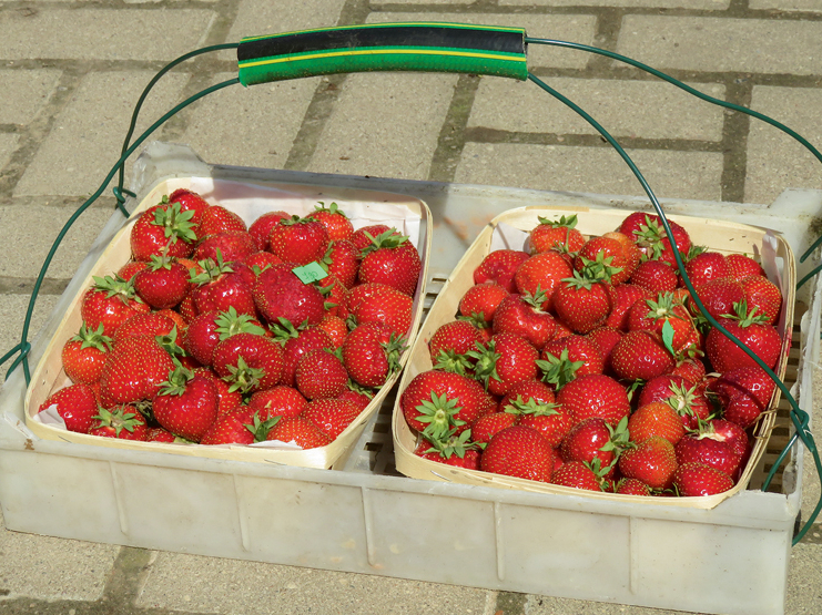 Zemenes lasot kastītē, ogas tik ļoti nesaspiežas.