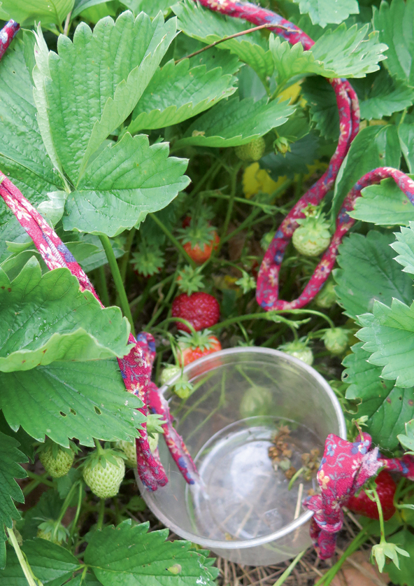 Kaklā iekarams papildu trauciņš noder gan nokosto pumpuru, gan bojāto ogu savākšanai.