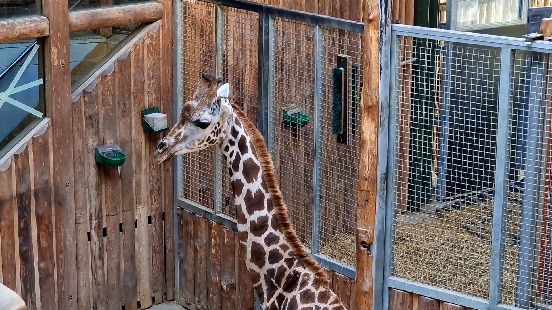 Rīgas Zoodārzā ieradusies jauna žirafe.