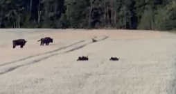 Aculiecinieka video: Vilks, mežacūkas un sumbri vienā kadrā.