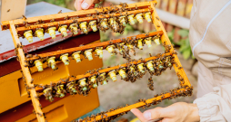 Bišu māšu audzēšana ir ienesīgs, taču sarežģīts darbs, kas prasa nopietnas zināšanas.