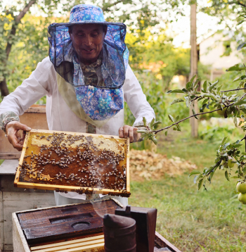Nelielu dravu saimniekiem nevajadzētu sasteigt medus noņemšanu.