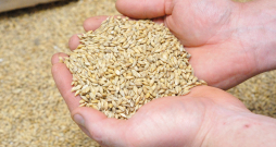 Katrs ražotājs graudus cenšas uzglabāt tā, lai zudumi būtu minimāli un kvalitāte uzlabotos. 