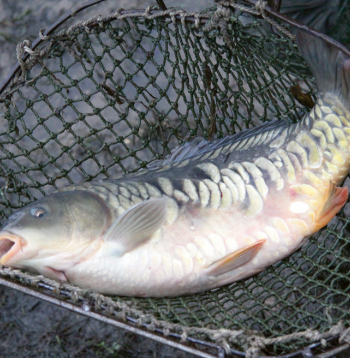 Latvijas bioloģiskie zivju audzētāji galvenokārt audzē karpas (attēlā) kopā ar dažādām citām sugām – līņiem, forelēm, līdakām, karūsām, zandartiem.