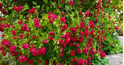 Populārā rožu šķirne ‘Flammentanz’.