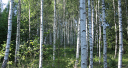 Vienā no iepriekšējo gadu konkursa dalībnieku mežiem Rēzeknes pusē. 
