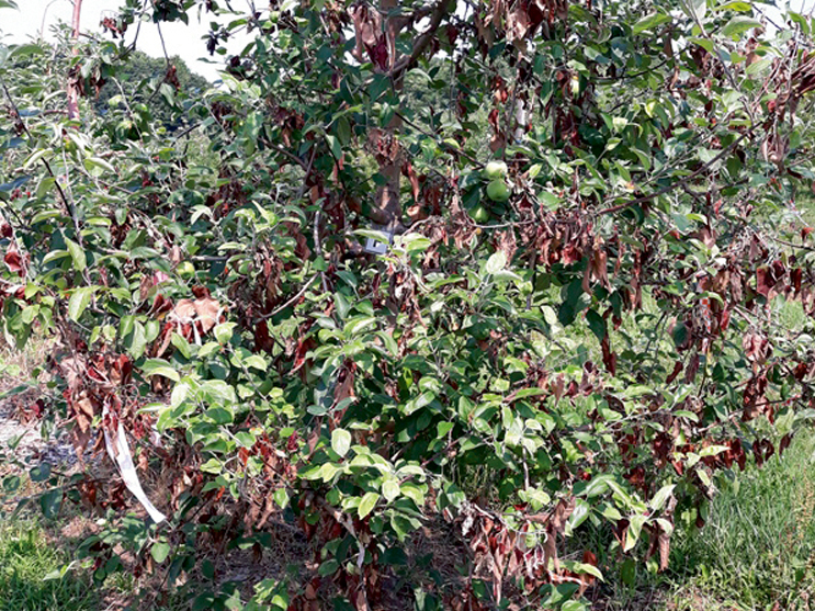 Bakteriālās iedegas skarts koks.