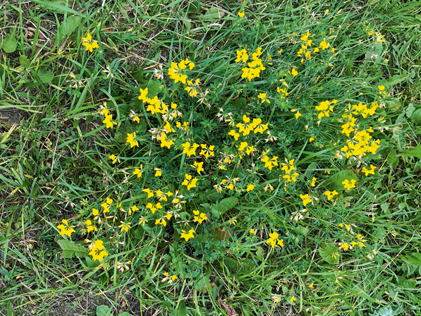 Vanagnadziņi sausumā.