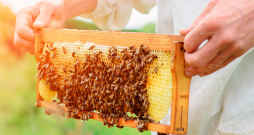 Sīrupu vajadzēs sevišķi daudz, jo šovasar visā Latvijas teritorijā karstuma dēļ bija daudz lapu izsvīduma medus. 