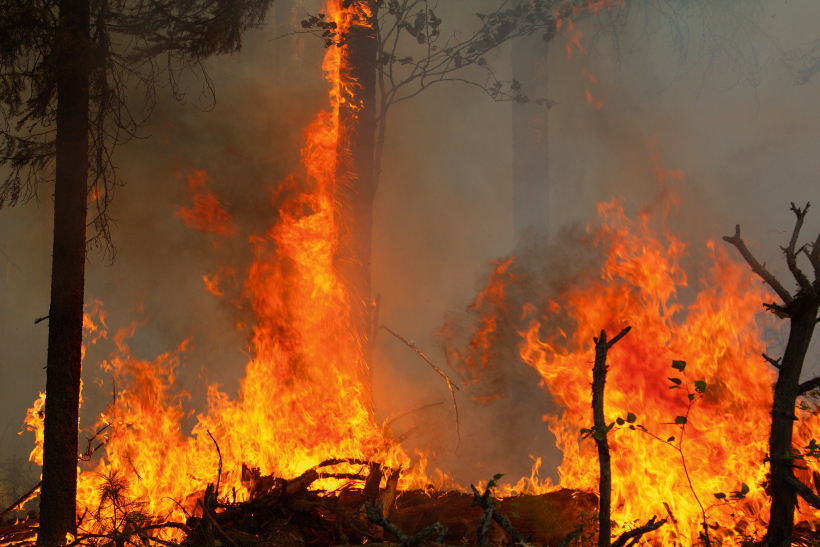 Deg Sibīrijas taiga.