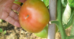 Kad tomāts sāk krāsoties, to var ņemt nost, lai arī citi apalīši pagūst tikt pie sārtuma.