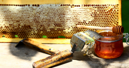 Augusta nogale ir īstais medus ņemšanas laiks, tuvojas saimju sagatavošana ziemai.