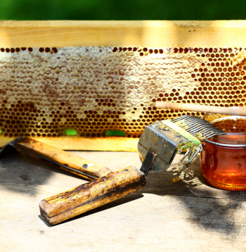 Augusta nogale ir īstais medus ņemšanas laiks, tuvojas saimju sagatavošana ziemai.