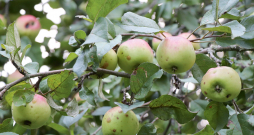 Neattīstījušos, sīku ābolīšu virtenes ir rezultāts vairākiem netipiskiem gadiem un sausuma periodiem.