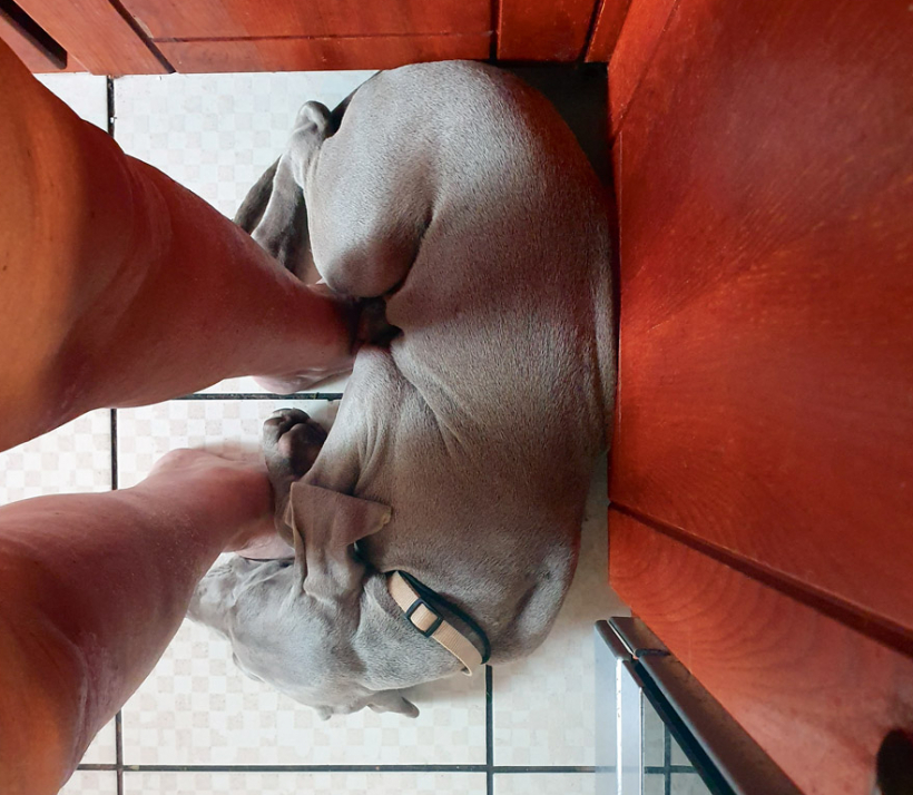 Kontakts ar saimnieku veidojas pirmajās dienās.