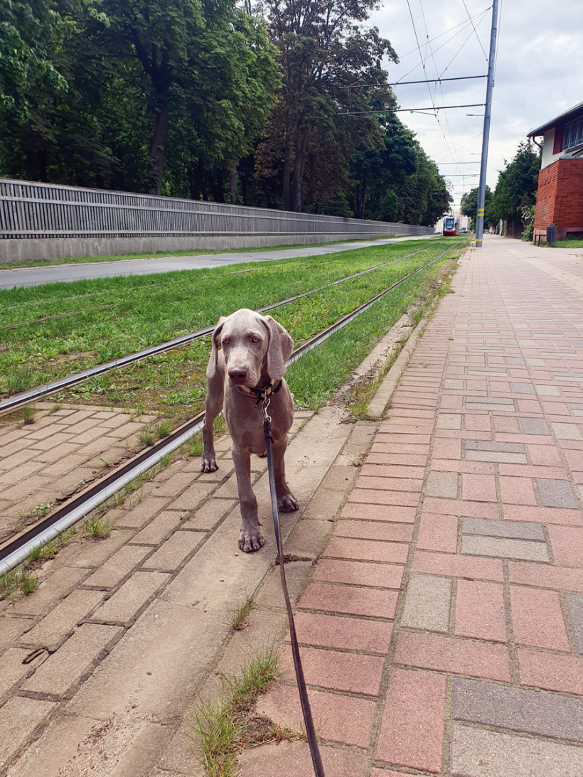 Socializācijai jāizvēlas potenciāli biedējošas un sarežģītas situācijas.