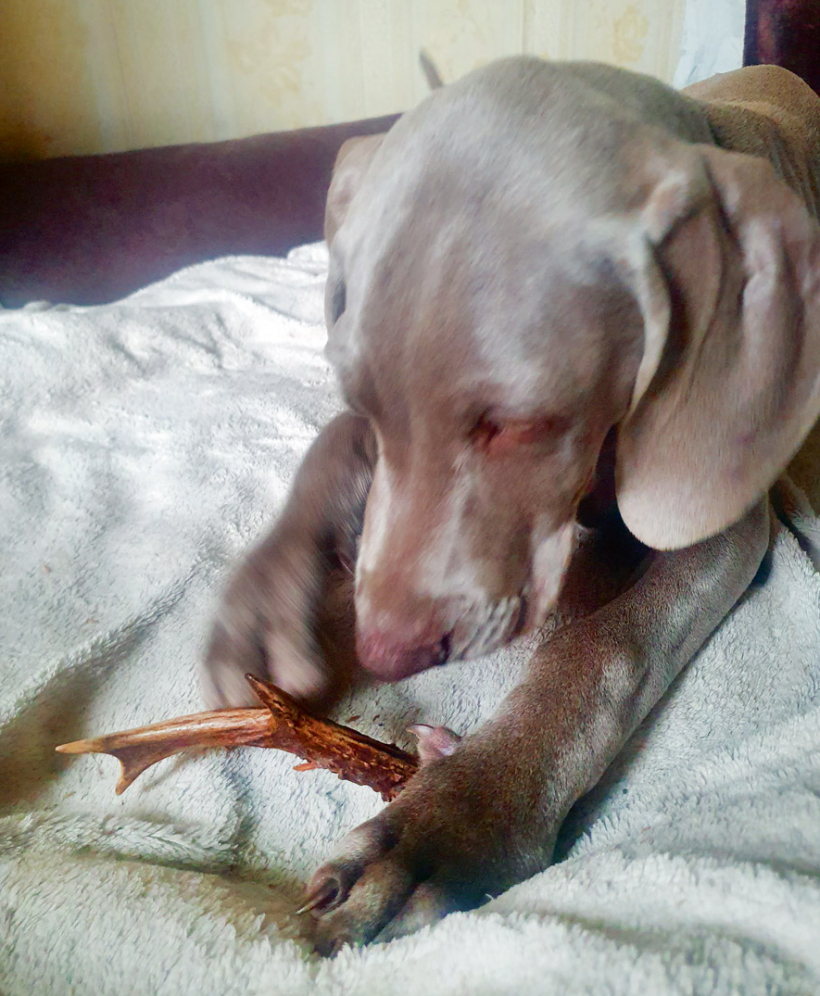 Jānodrošina graužamais materiāls.