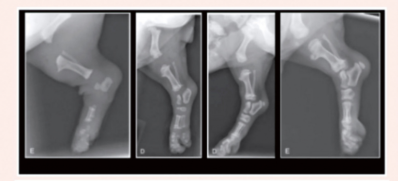 Kucēna pakaļkājas rentgens trīs, 26, 42 un 55 dienu vecumā.