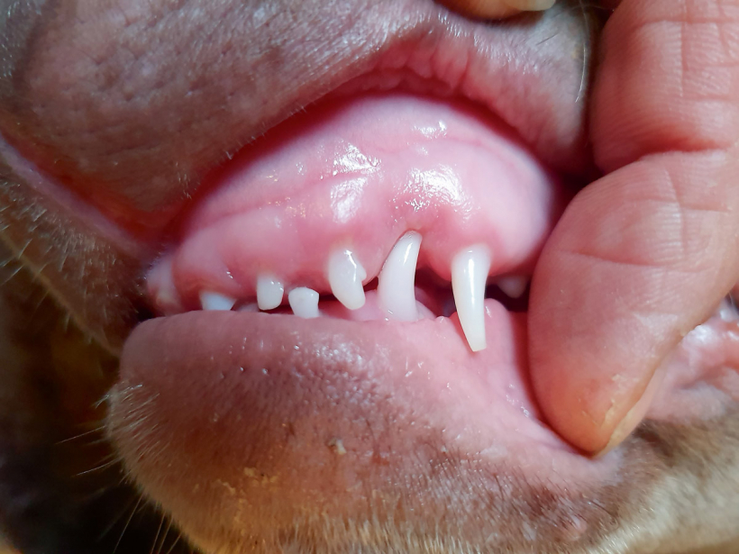 Smaganas ir pietūkušas un apakšējais ilknis var durties augšžoklī, kas arī rada diskomfortu.