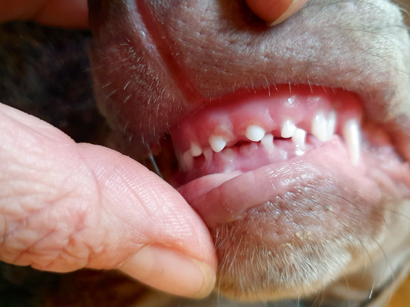 Augšējie divi zobi ir pirmie, kas nomainījušies. Jaunie jau aug.