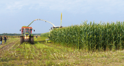 Tēriņi enerģijas ražošanai no kukurūzas skābbarības ir mazāki nekā no zāles skābbarības.