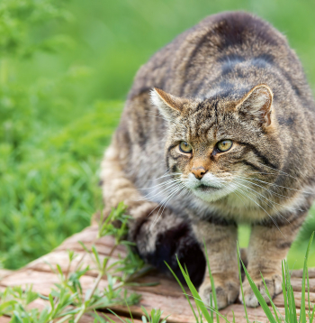 Skotijas savvaļas kaķis (Felis Silvestris Grampia).