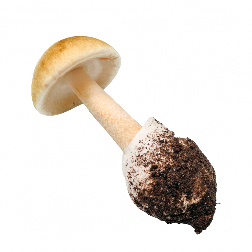 Latvijas indīgākā sēne – zaļā mušmire.