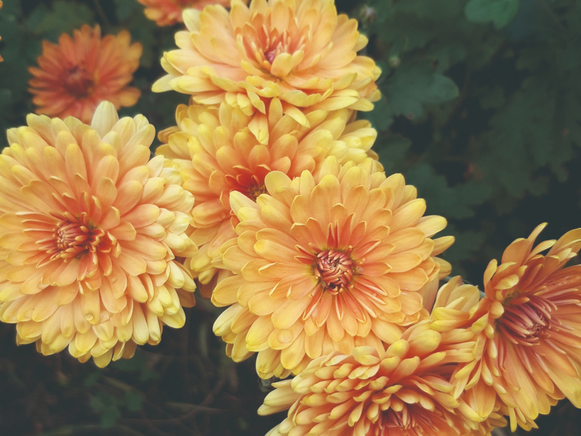 Mārtiņrozes ir tipiski īsās dienas augi, kas vasarā veido pumpurus, bet rudenī, dienai saīsinoties, uzzied.