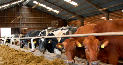 Ar selektīvās govju cietlaišanas metodi saprot govju atlasīšanu pēc zināmiem kritērijiem. Šīm govīm, tās cietlaižot, antibiotikas nelieto, respektīvi, tesmenī neievada injektoru, kas satur antibiotikas.