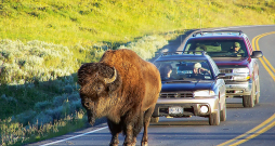 Ir arī fiksēti gadījumi, kad satracināts bizons uzbrūk automašīnām un motocikliem.